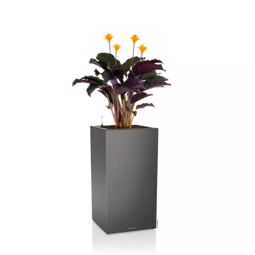 Lechuza CANTO Premium Kolumna 40 LED antracyt calathea rufibarbara